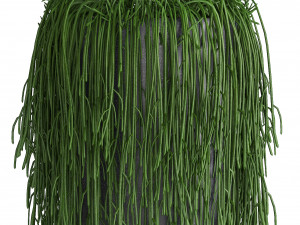 collection exotic plants Modelo 3D