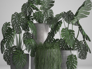 collection exotic plants Modelo 3D
