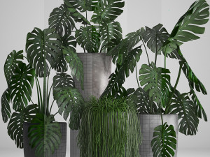 collection exotic plants Modelo 3D