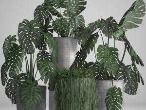 collection exotic plants Modelo 3D