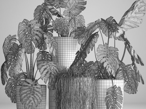 collection exotic plants Modelo 3D
