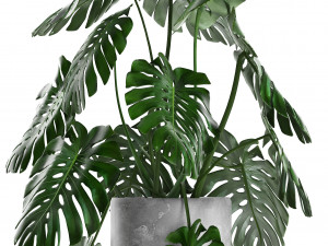 collection exotic plants Modelo 3D