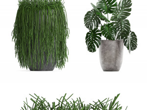 collection exotic plants Modelo 3D