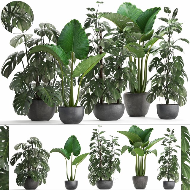 collection exotic plants monstera 3D Model .c4d .max .obj .3ds .fbx .stl .blend 