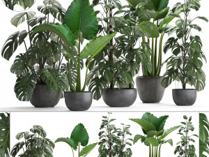 collection exotic plants monstera 3D Model