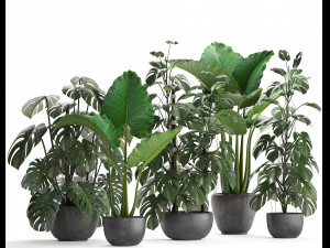 collection exotic plants monstera 3D Model