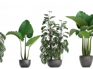 cole&ccedil;&atilde;o de plantas ex&oacute;ticas monstera Modelo 3D