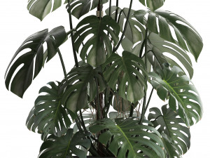 collection exotic plants monstera 3D Model