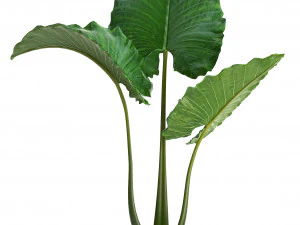 cole&ccedil;&atilde;o de plantas ex&oacute;ticas monstera Modelo 3D