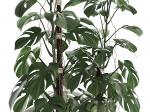 collection exotic plants monstera 3D Model