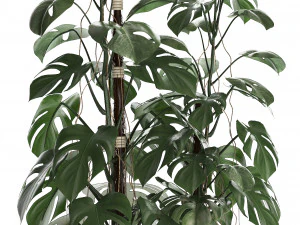 cole&ccedil;&atilde;o de plantas ex&oacute;ticas monstera Modelo 3D