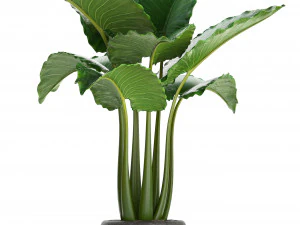 cole&ccedil;&atilde;o de plantas ex&oacute;ticas monstera Modelo 3D