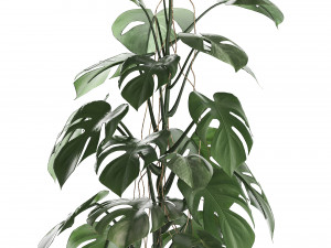 collection exotic plants monstera 3D Model