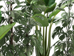 collection exotic plants monstera 3D Model