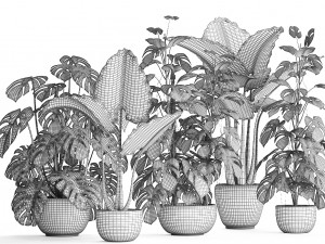 collection exotic plants monstera 3D Model