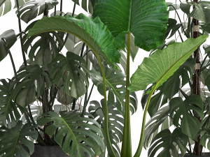 collection exotic plants monstera 3D Model