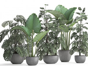 collection exotic plants monstera 3D Model