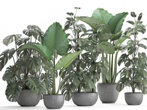 cole&ccedil;&atilde;o de plantas ex&oacute;ticas monstera Modelo 3D