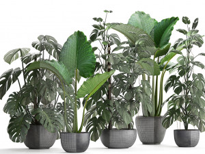 collection exotic plants monstera 3D Model