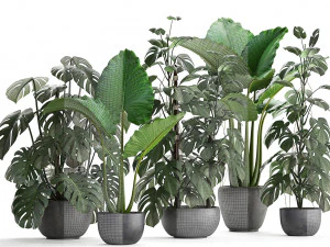 cole&ccedil;&atilde;o de plantas ex&oacute;ticas monstera Modelo 3D