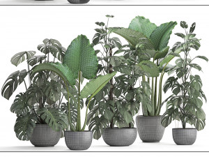 collection exotic plants monstera 3D Model