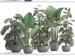 cole&ccedil;&atilde;o de plantas ex&oacute;ticas monstera Modelo 3D