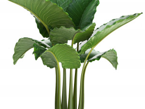 collection exotic plants monstera 3D Model