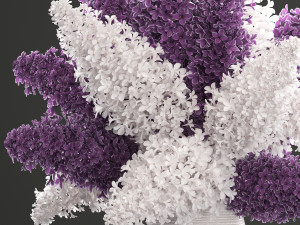 bouquet of lilac 3Dモデル