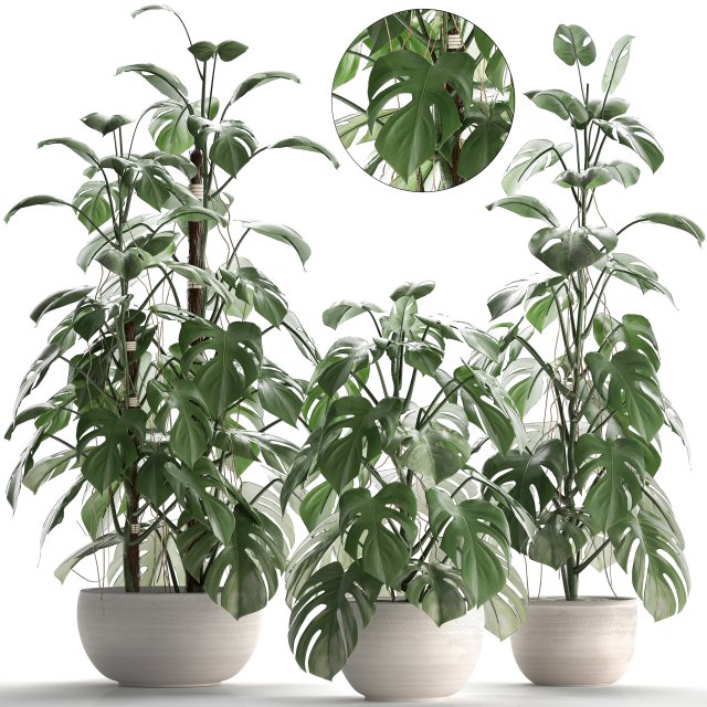 collection exotic plants monstera 3D Модель .c4d .max .obj .3ds .fbx .stl .blend 