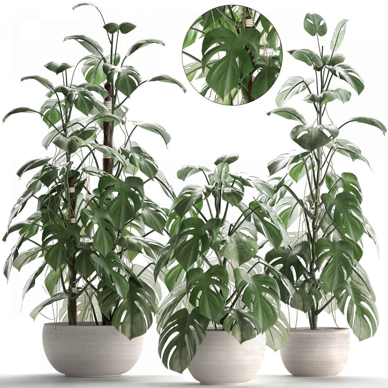 collection exotic plants monstera 3D Model .c4d .max .obj .3ds .fbx .stl .blend 