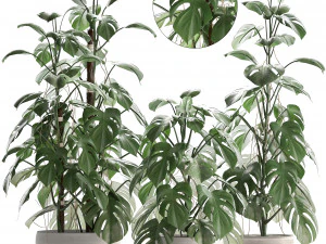 collection exotic plants monstera 3D Model