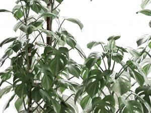 collection exotic plants monstera 3D Model