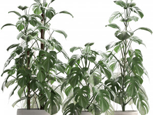collection exotic plants monstera 3D Модель
