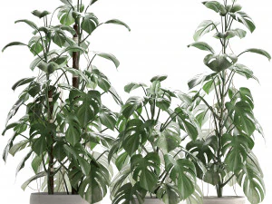 collection exotic plants monstera 3D Model
