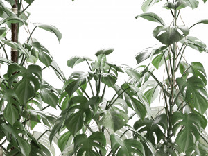 collection exotic plants monstera 3D Модель