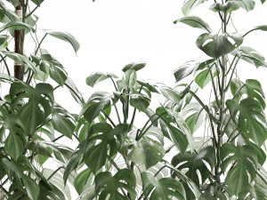 collection exotic plants monstera 3D Model