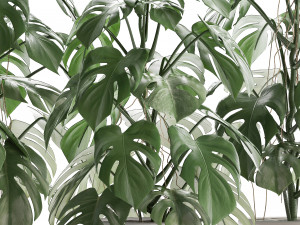 collection exotic plants monstera 3D Модель