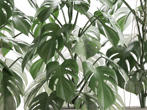collection exotic plants monstera 3D Model