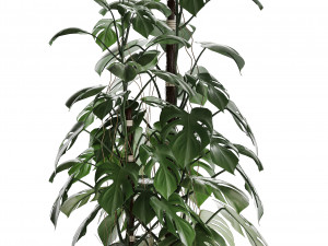 collection exotic plants monstera 3D Модель