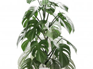 collection exotic plants monstera 3D Model