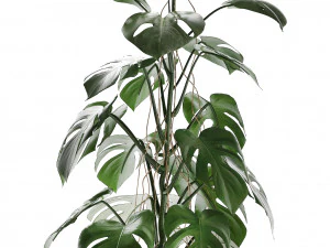 collection exotic plants monstera 3D Model
