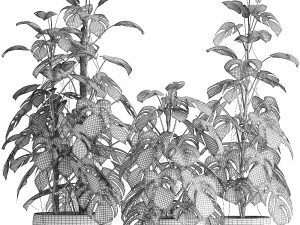 collection exotic plants monstera 3D Model
