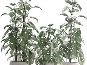 collection exotic plants monstera 3D Модель