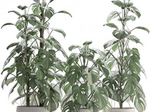 collection exotic plants monstera 3D Model