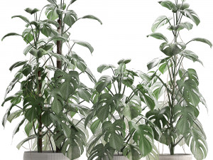 collection exotic plants monstera 3D Модель