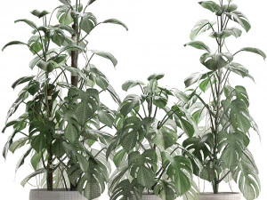collection exotic plants monstera 3D Model
