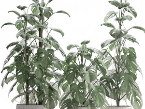 collection exotic plants monstera 3D Модель