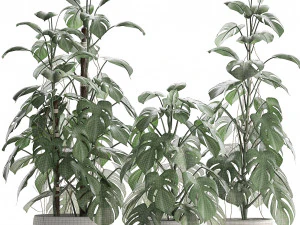 collection exotic plants monstera 3D Model