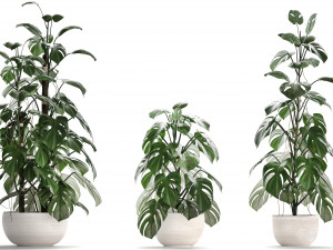 collection exotic plants monstera 3D Модель