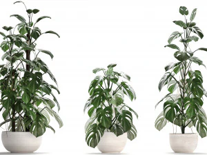 collection exotic plants monstera 3D Model